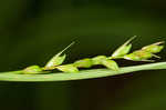 Ouachita Mountain sedge